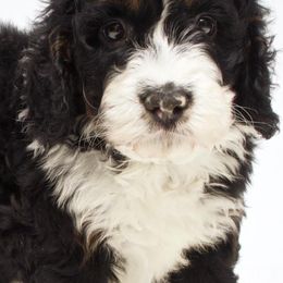 Bernedoodles, Cavapoos, Cockapoos, Cocker Spaniels, and Poodles from DAKOTA DOOD RANCH