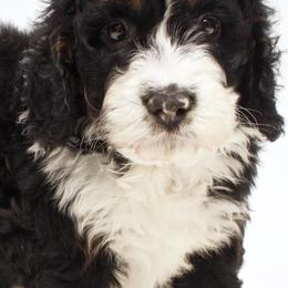 Bernedoodles, Cavapoos, Cockapoos, Cocker Spaniels, and Poodles from DAKOTA DOOD RANCH