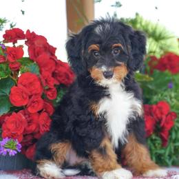 Sears - Tri-color male Bernedoodle puppy in Dundee, Ohio from Down Home Doodle