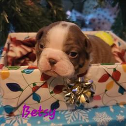 Betsy - Red female Boston Terrier puppy in Lexington, Indiana from NanzBostz