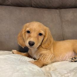 Hamilton - Cream male Dachshund puppy in Jonesboro, Illinois from Twin Hills Dachshunds