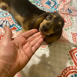 Maddix - Dachshund