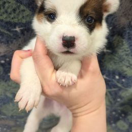 Harvest - Red mottled male Australian Cattle Dog puppy in Mena, Arkansas from Red Desert Australian Cattle Dogs