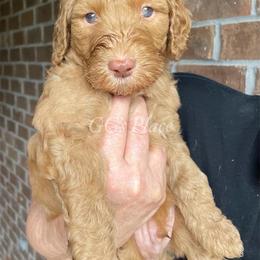 Goldendoodles from Gretta Gainey's Goldendoodles