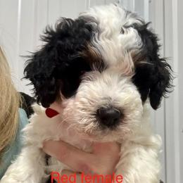 Abstract Parti Red - Black and white female Bernedoodle puppy in Petersburg, Michigan from Brittany’s Mini Bernedoodles