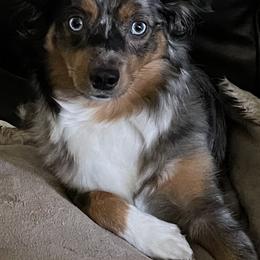 Miniature Australian Shepherds from Gilmore Aussie Posse of Florida Pure-bred Miniature Australian Shepherds