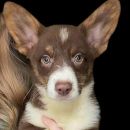 Zero - Liver and white male American Corgi puppy in Grants Pass, Oregon from KnR Antler Dogs