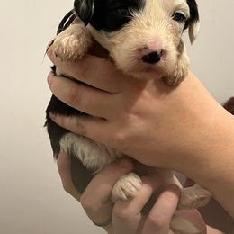 Ms Black - Black and white Sheepadoodle puppy in Agency, Missouri from Millies Legacy Farm