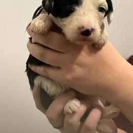 Ms Black - Black and white Sheepadoodle puppy in Agency, Missouri from Millies Legacy Farm