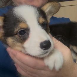 AKC Orange - Black and tan male Pembroke Welsh Corgi puppy in Summerfield, Florida from Promise Land Farm