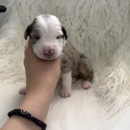Ivy - Blue merle female Australian Shepherd puppy in Mesa, Arizona from Four Peaks Aussies