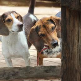 Beagle All Grown Up from Rustic Farm Sporting Beagles