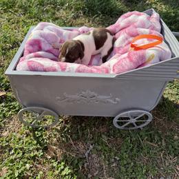 Orange - Liver and white female German Shorthaired Pointer puppy in Union Hall, Virginia from Rustic Creek Farms