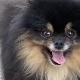 BEAR - Pomeranian