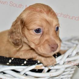 Cream - Cream male Dachshund puppy in Seminary, Mississippi from Down South Mavericks Dachshunds