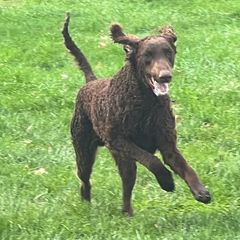 Curly-Coated Retrievers from Gorchest Kennel