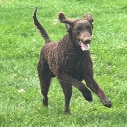 Curly-Coated Retrievers from Gorchest Kennel