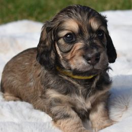 Boy 2 - Dachshund puppy in Coeur D Alene, Idaho from Discovery Dachs