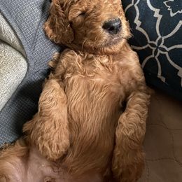 Poodle Puppies from Aschenputtel Poodles