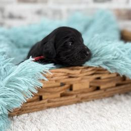 Dustin - Black male Goldendoodle puppy in Taylor, Michigan from Mi Best Doodle Ever, LLC