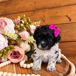 Rosie - Phantom female Maltipoo puppy in Dover, Florida from Country Cottage Puppies