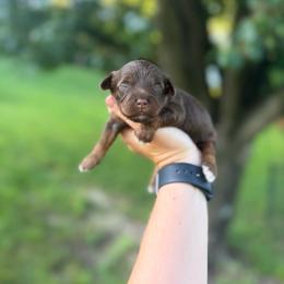 Java - Brown white and tan female Cockapoo puppy in Albany, Kentucky from Windy Pines Farm