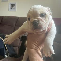 Maybelline - White female Bulldog puppy in Tremonton, Utah from Snuggle Pups
