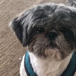 Codie - Shih Tzu