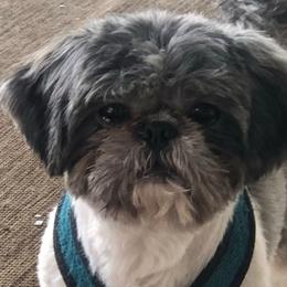 Codie - Shih Tzu