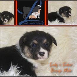 Orange Male - Black and tan male Pembroke Welsh Corgi puppy in Wayne City, Illinois from Lash Livestock & Corgis