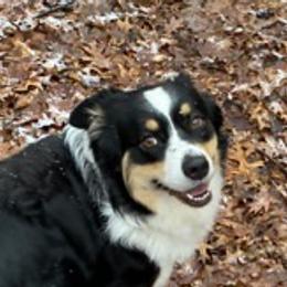 Australian Shepherds from Sandi’s Australian Shepherds