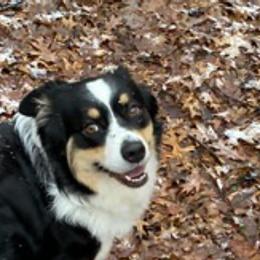 Australian Shepherds from Sandi’s Australian Shepherds