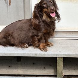 Pretzel - Dachshund