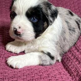 Blue Merle Female with Blue Eyes - Blue merle female Miniature Australian Shepherd puppy in Taunton, Massachusetts from Checkered Flag Champions Mini Aussies