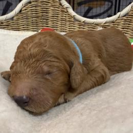 Girl 4 - Chocolate female Goldendoodle puppy in Clermont, Florida from Da Ruba Doodles