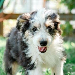 Max - male Australian Mountain Doodle puppy in Ellensburg, Washington from MB Livestock