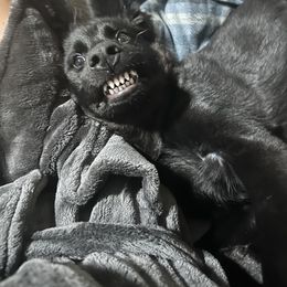 German Shepherd Puppies from Fancy GSDs