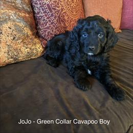 JoJo - Boy - Black and white male Cavapoo puppy in Tempe, Arizona from Springerdoodles Plus AZ