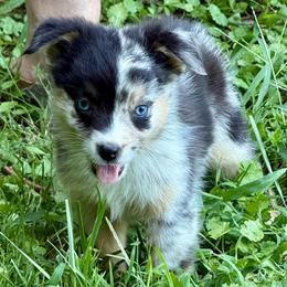Rune - Blue merle male Miniature Australian Shepherd puppy in Patterson, North Carolina from DreamLine Aussies