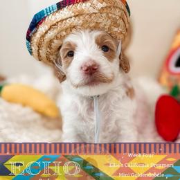 Echo - Parti male Goldendoodle puppy in California City, California from Summer Sun Doodles