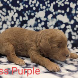 Miss Purple - Red  female Goldendoodle puppy in Lebanon, Pennsylvania from Robertson's Retrievers and Doodles