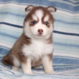 Bingo - Red and white female Pomsky puppy in Centerville, Iowa from LJ Kennels Pomskies, LLC
