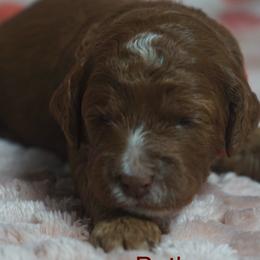 Beth - Red female Australian Labradoodle puppy in Fontana, California from Glory Labradoodle’s