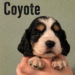 Coyote - Black white and tan male English Springer Spaniel puppy in Fort White, Florida from Thunderbird Springers