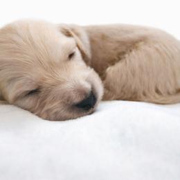 Cream Female - Pet Only - Limited AKC - Cream female Dachshund puppy in Nashville, Tennessee from Farmhouse Sausages - Located in TN delivers all over US including California