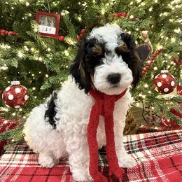 Ralphie - Black and white male Bernedoodle puppy in Fort Gibson, Oklahoma from Waggle Doodles
