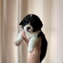 Green Female - Black and tan female Pembroke Welsh Corgi puppy in La Porte City, Iowa from Cedar River Corgis