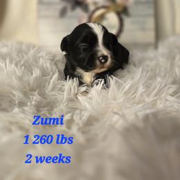 Zumi - Black and white female Havanese puppy in Trinity, Alabama from Tooties Cuties Havanese