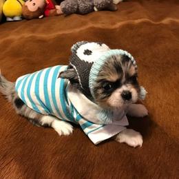 Chihuahua Puppies from Chilove Chihuahuas