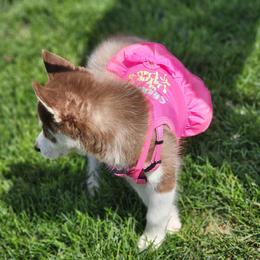 Siberian Husky Puppies from Milly's Showline Pets